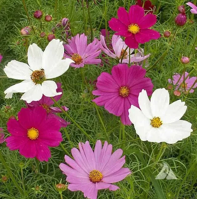Natureseeds Stolt Kavaler blomsterfrø 1,5g sommerblomst
