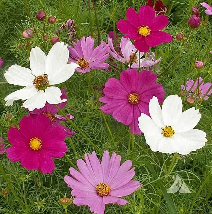 Natureseeds Stolt Kavaler blomsterfrø 1,5g sommerblomst