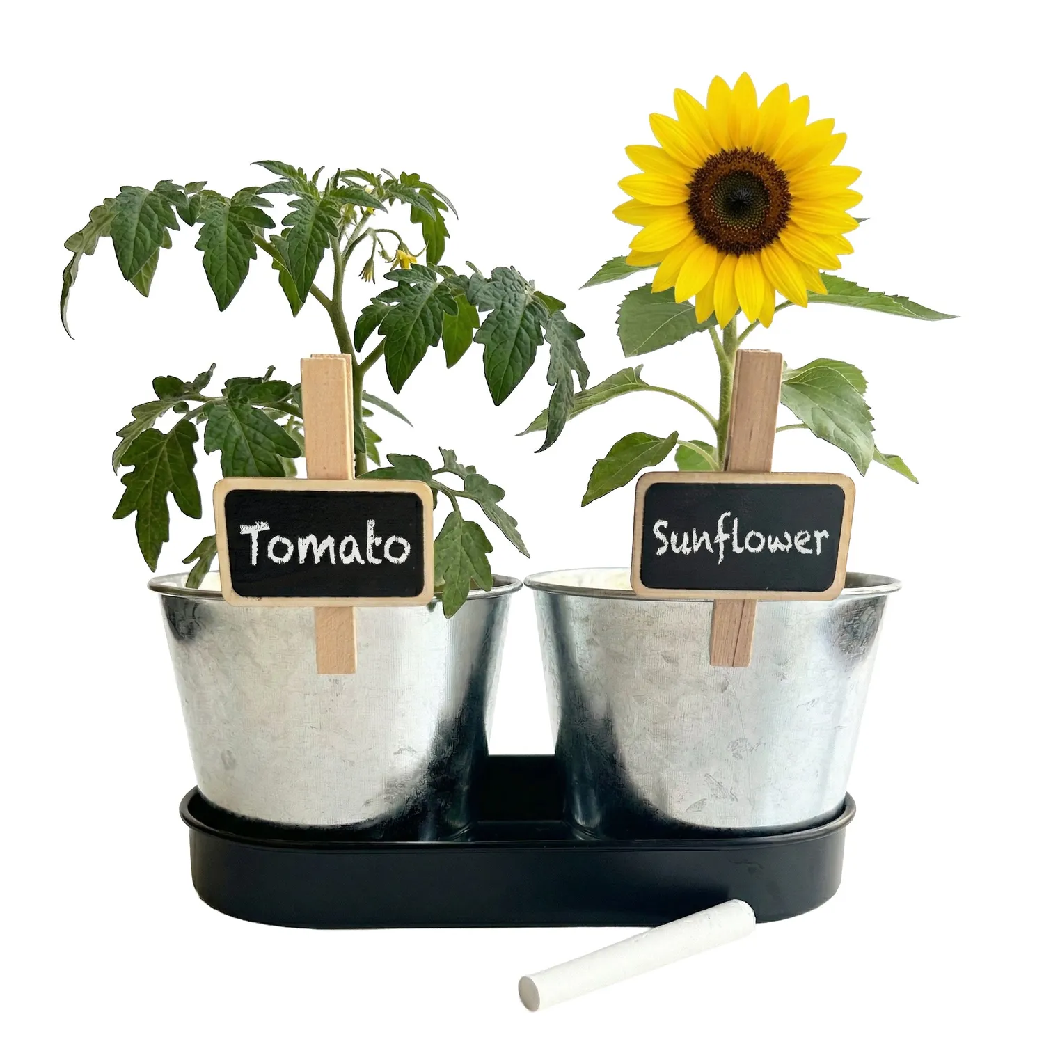 My First Garden Tomat Solsikke dyrkningssæt 2 metalpotter bakke