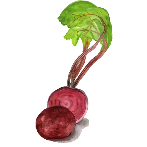 NordFrö Jannis rødbedefrø – mørkerød rund
