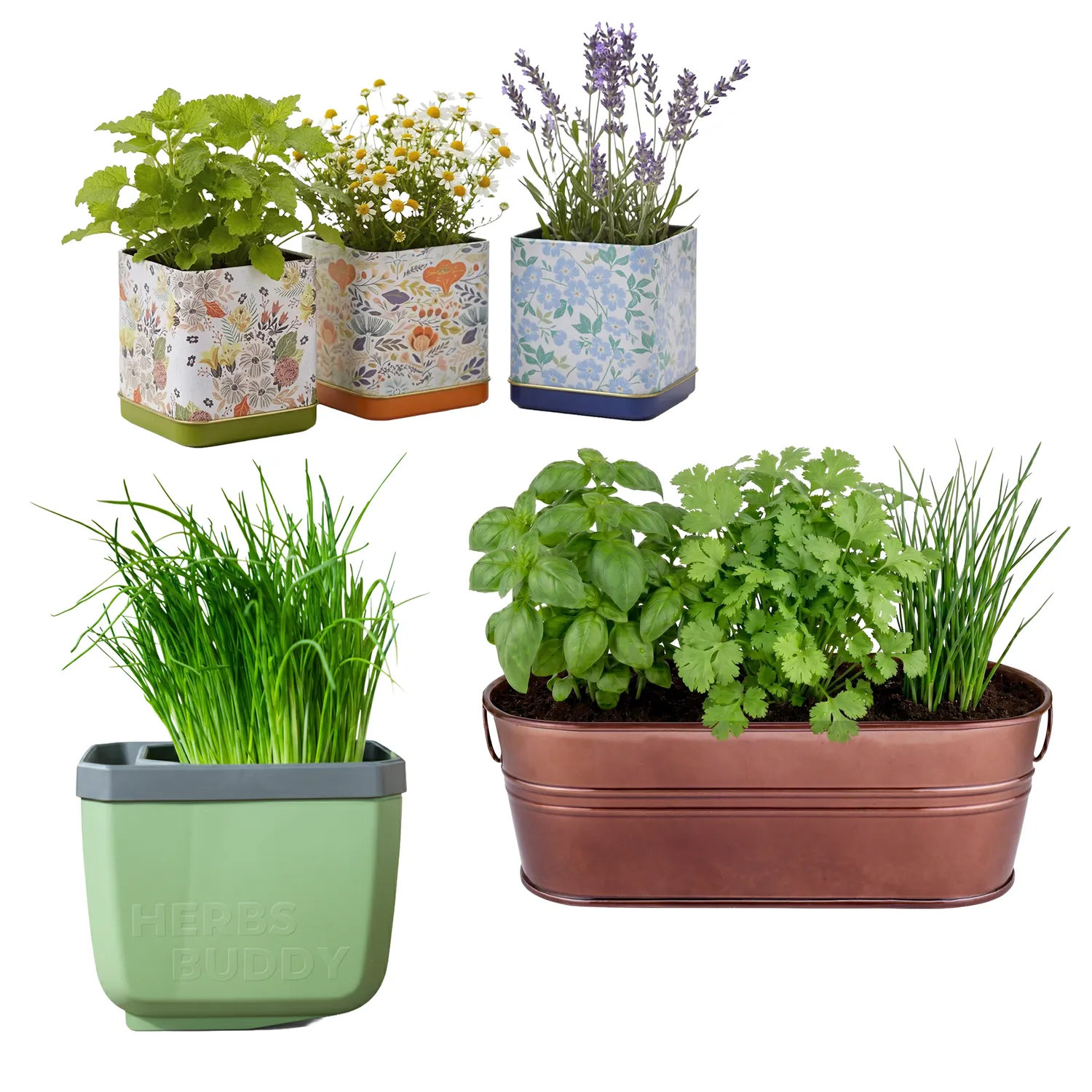 Buzzy Seeds Foodie urtesæt tekrydder 3-delt bundle