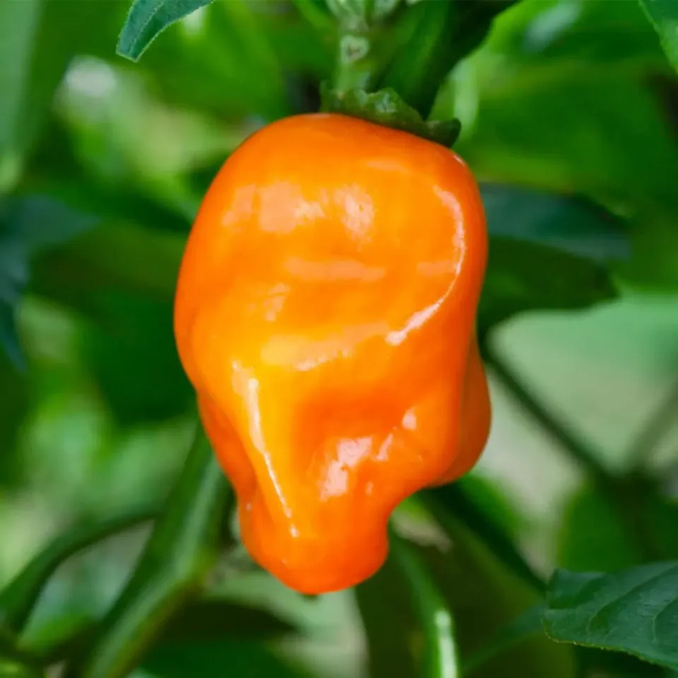 Natureseeds Habanero Orange chilifrø 10 frø ekstra stærk