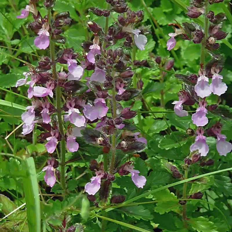 Urtegartneriet øko Ædelkortlæbe Teucrium chamaedrys frø flerårig
