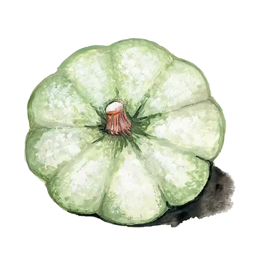 NordFrö Fröverkstan Kroshka vintersquashfrø tidlig