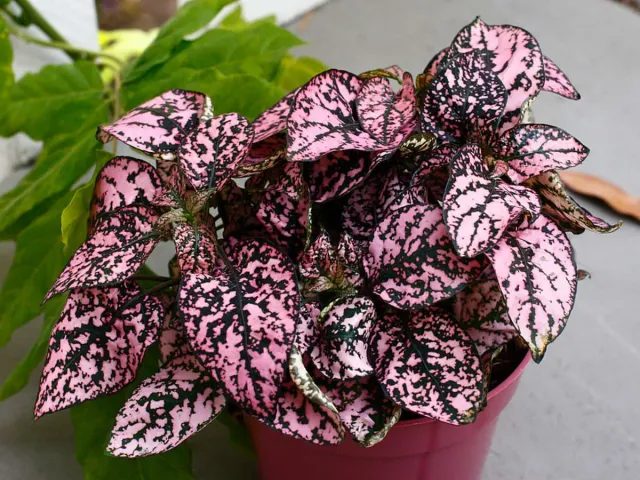 Natureseeds Pink Fregnefjæs frø skygge 25 cm løv