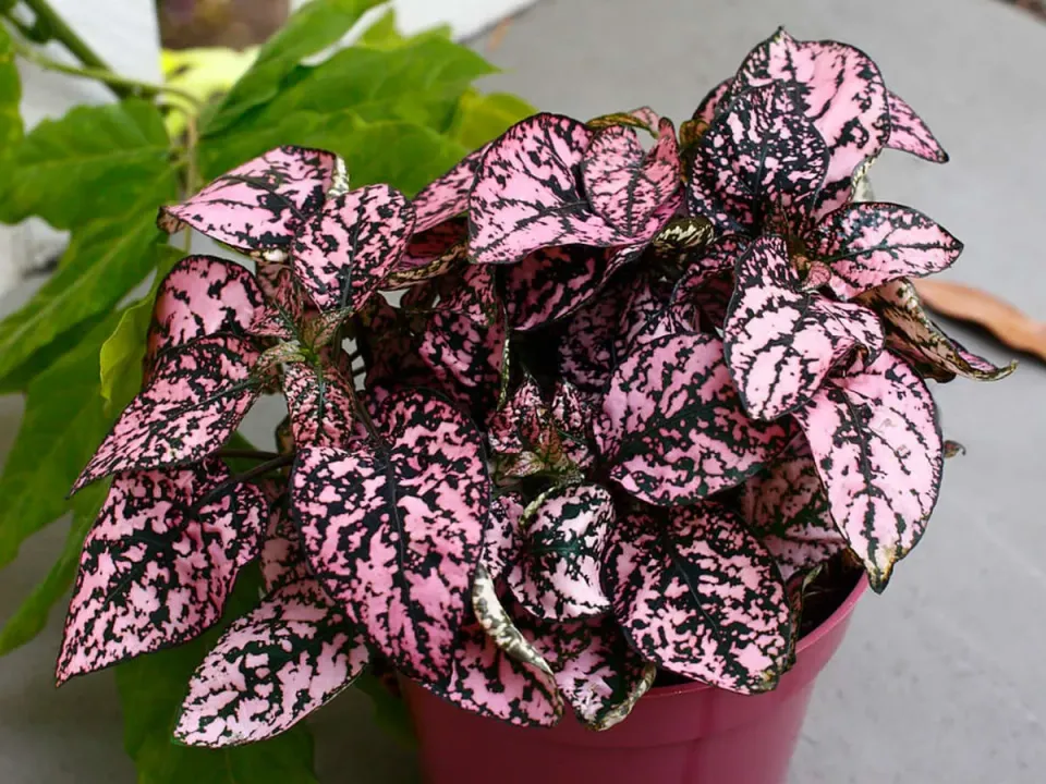 Natureseeds Pink Fregnefjæs frø skygge 25 cm løv