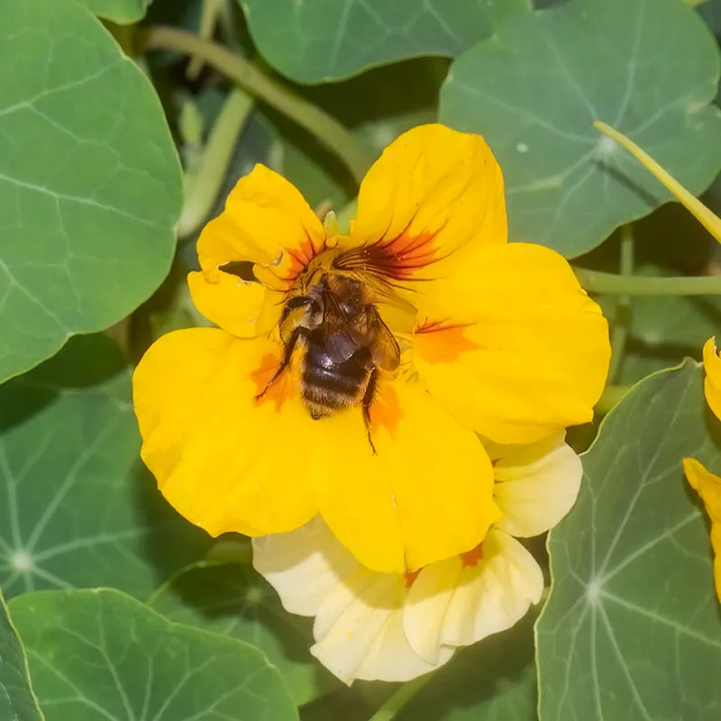 Urtegartneriet øko Tallerkensmækker Tropaeolum majus frø ca. 20 frø sol