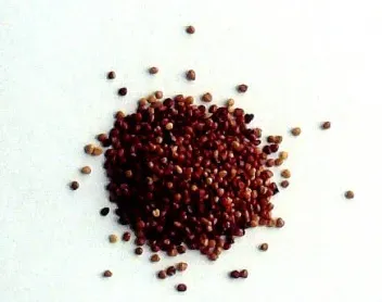 Trifolium hvidkløverfrø bunddække