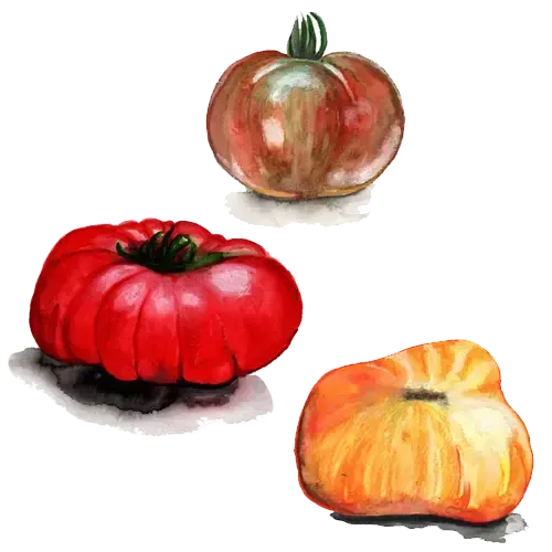 NordFrö Dwarftomat Mix tomatfrø 80-120 cm