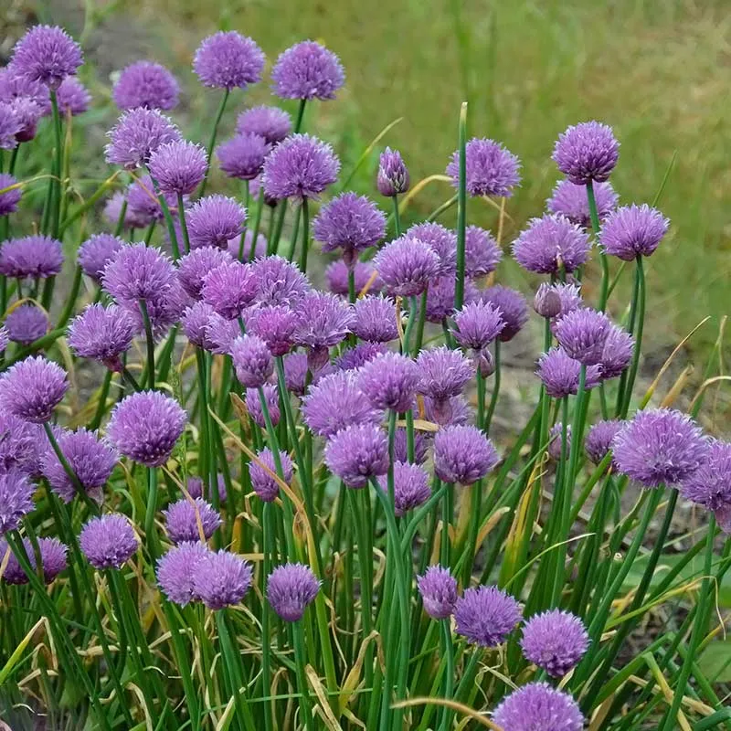 Urtegartneriet øko Purløg Allium schoenoprasum frø 100 stk