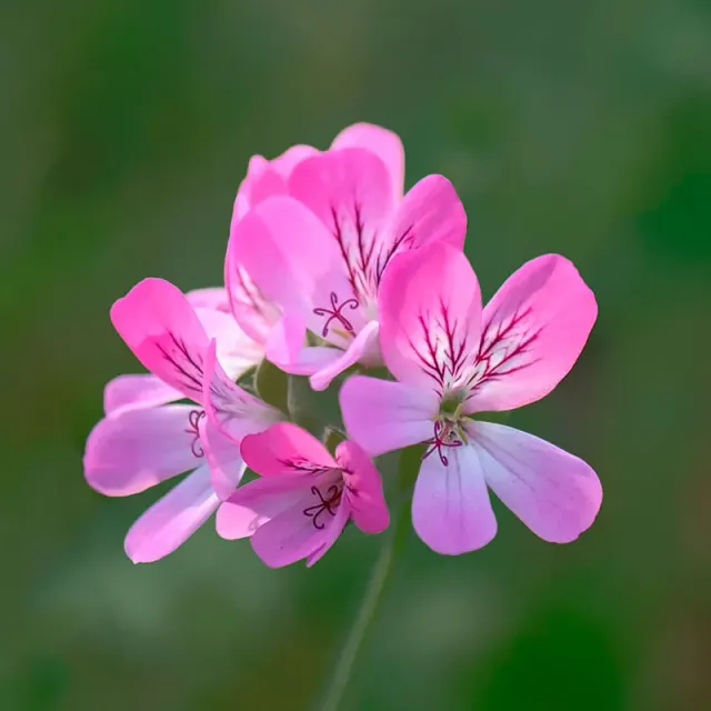 Urtegartneriet øko Pink Capitatum duftgeranie pink