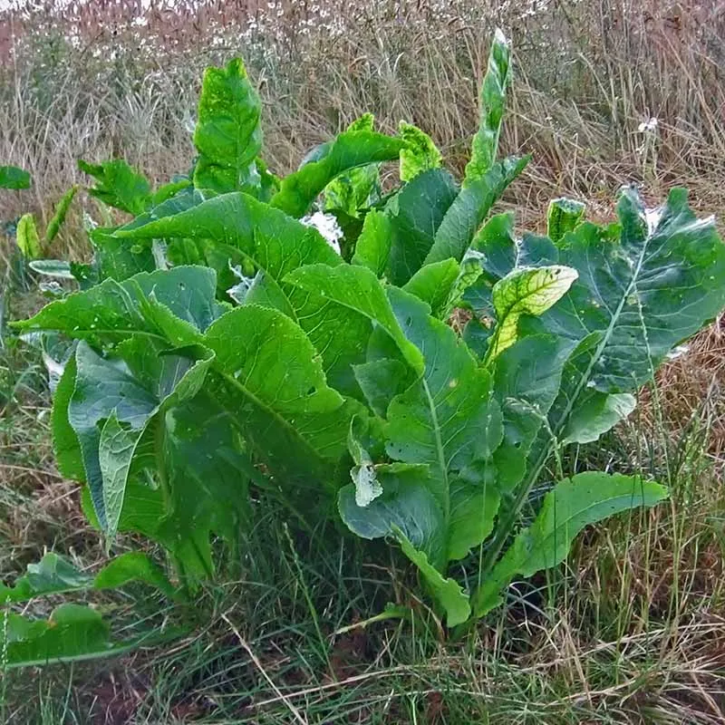 Urtegartneriet øko Peberrod Armoracia plante skarp