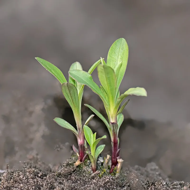Urtegartneriet øko Sæbeurt Saponaria officinalis frø flerårig