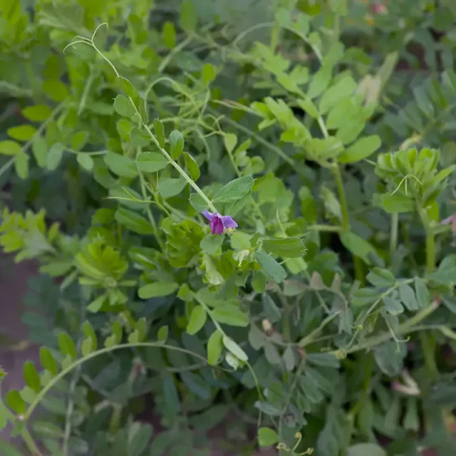 Urtegartneriet øko Sommervikke Vicia sativa frø 25 g