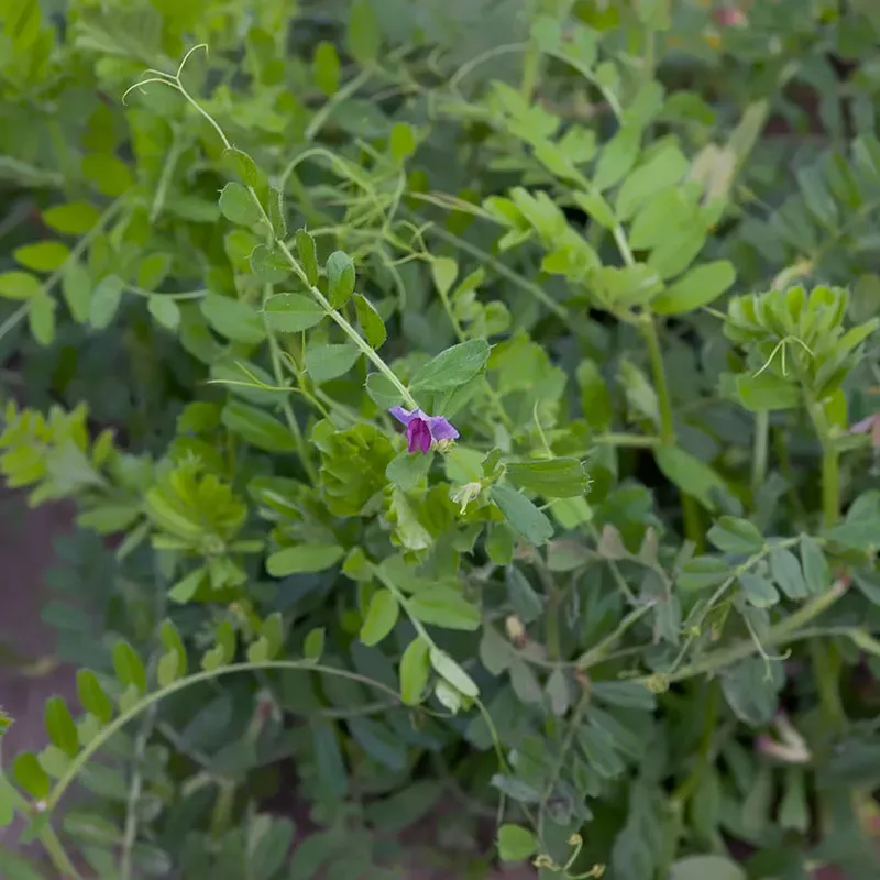 Urtegartneriet øko Sommervikke Vicia sativa frø 25 g