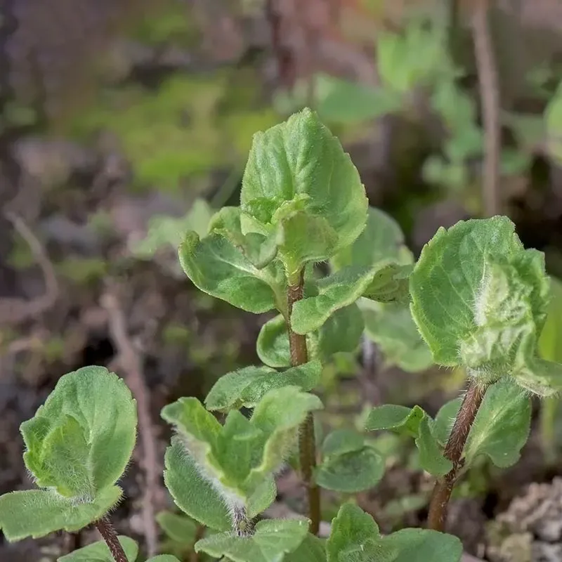 Urtegartneriet øko Krusemynte Mentha spicata frø te