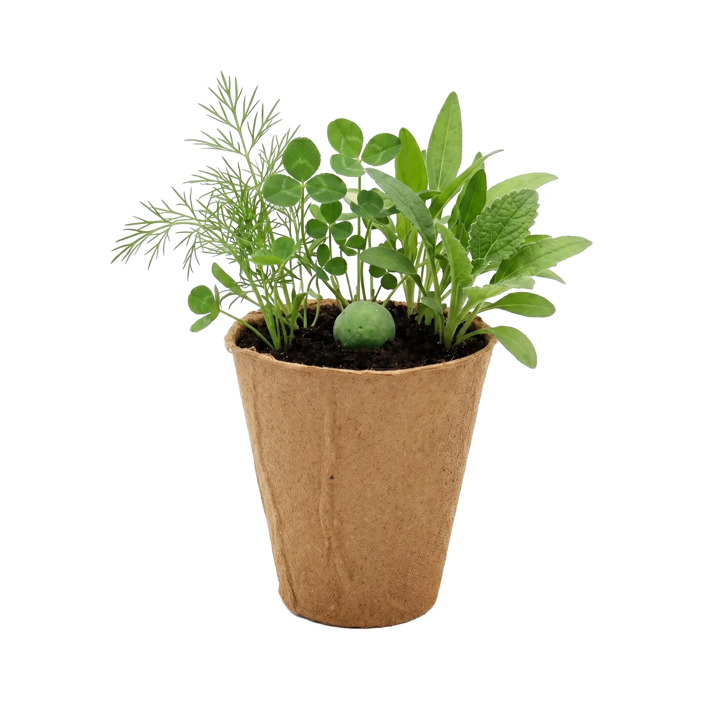 Buzzy Seeds Wildflower Grow Kit frøbombe grøn bestøvermix
