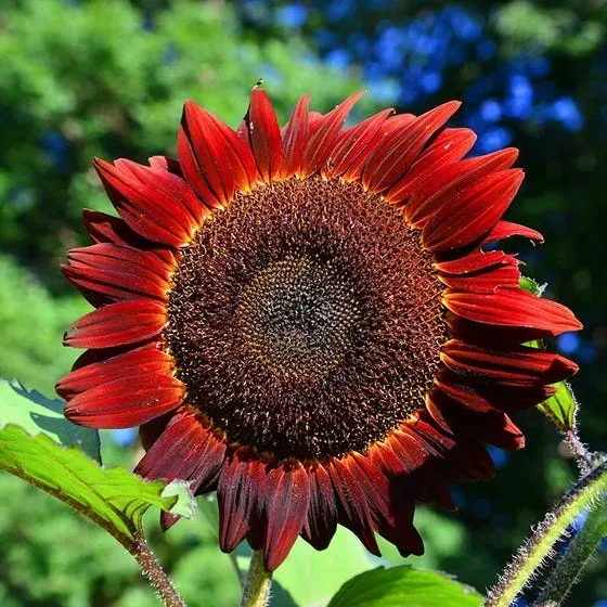 Natureseeds Red Sun solsikkefrø 10 frø rød