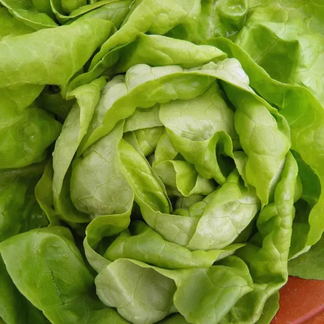Urtegartneriet øko Hovedsalat frø Lucinde 150 frø