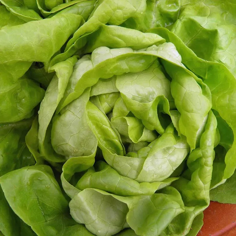 Urtegartneriet øko Hovedsalat frø Lucinde 150 frø
