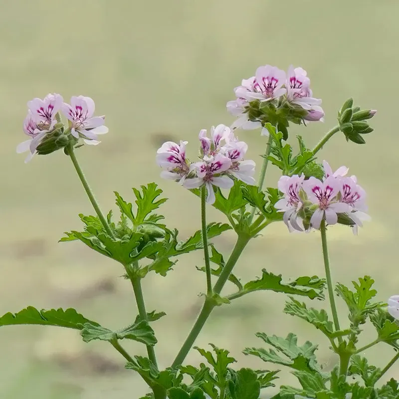 Urtegartneriet øko Ørepineplante Rosengeranie duftgeranie rose-citronduft