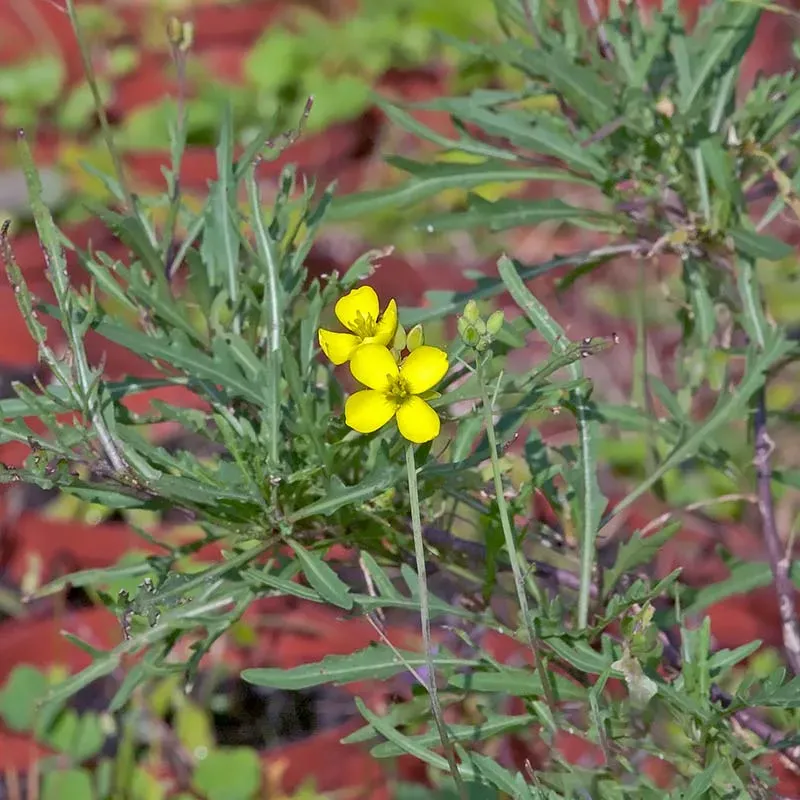 Urtegartneriet øko Vild Rucola Diplotaxis tenuifolia frø 1000 stk