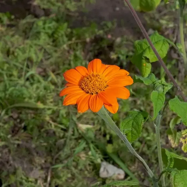 Urtegartneriet øko Mexicansk Solblomst frø ca. 15 frø