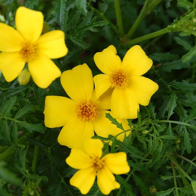Natureseeds Citrontagetes Lemon Gem frø 25 stk spiselig