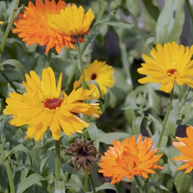 Urtegartneriet øko Morgenfrue blomsterfrø 40 frø mix