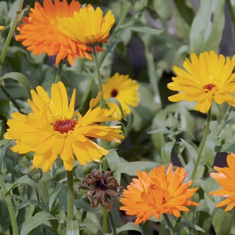 Urtegartneriet øko Morgenfrue blomsterfrø 40 frø mix