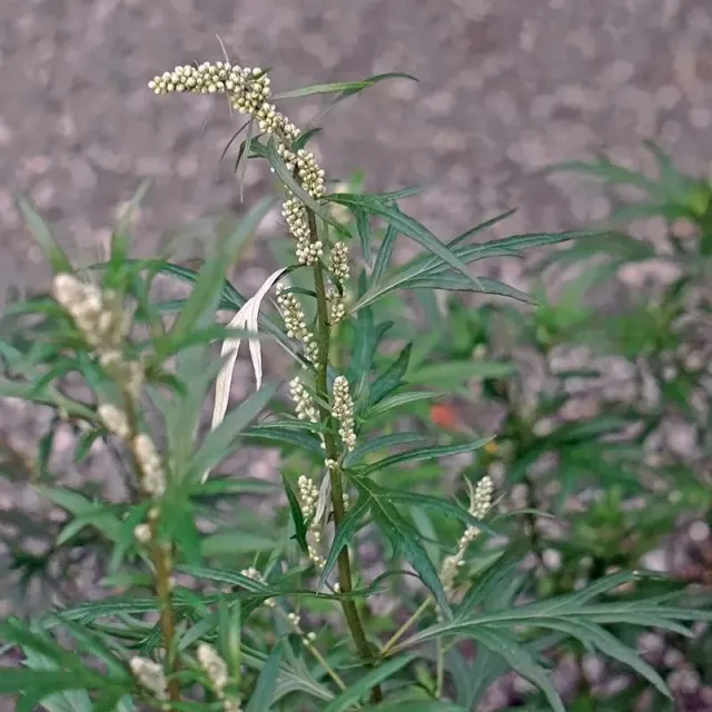 Urtegartneriet øko Bynke Gråbynke Artemisia vulgaris frø lægeplante