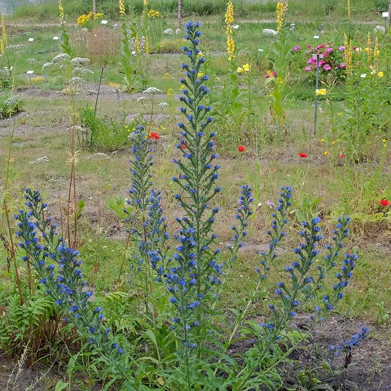 Urtegartneriet øko Slangehoved Echium vulgare frø 50 frø