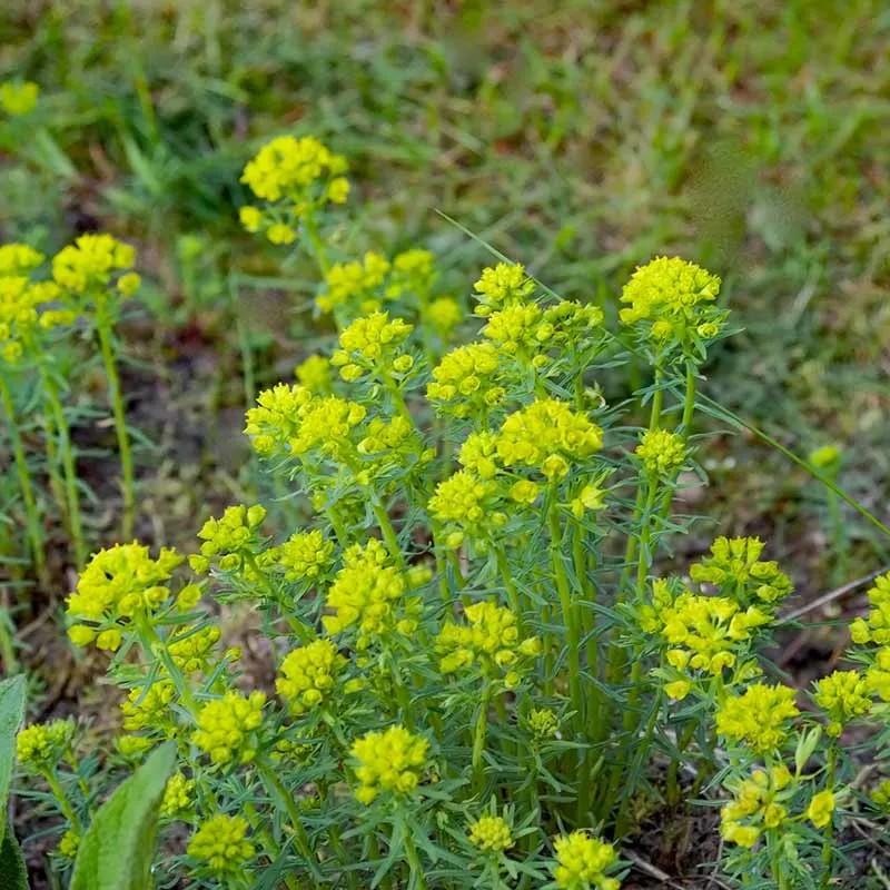Urtegartneriet øko Cypresvortemælk Euphorbia frø 40 cm