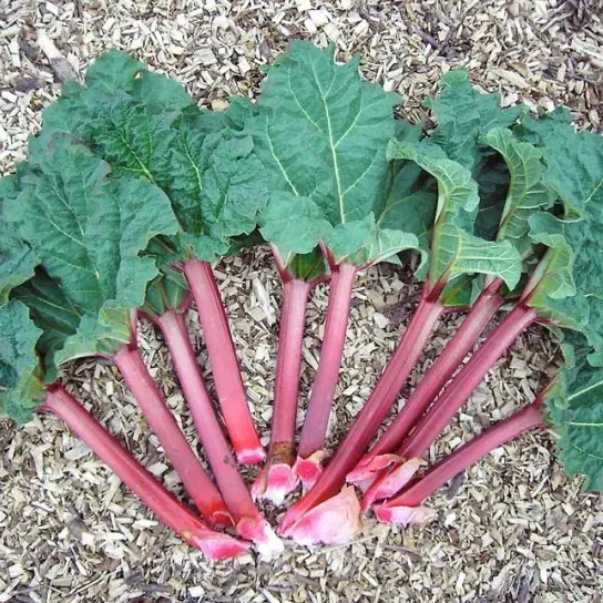 Natureseeds Rabarber Victoria frø 100 stk flerårig