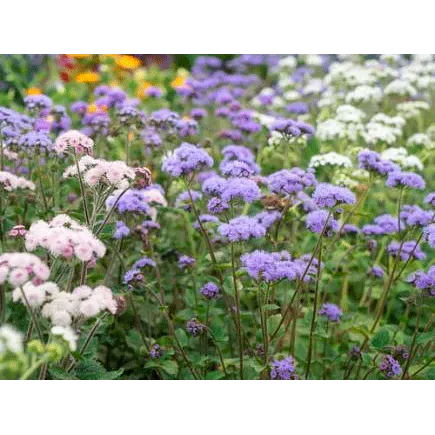 Urtegartneriet øko Blåkvast blomsterfrø 100 frø