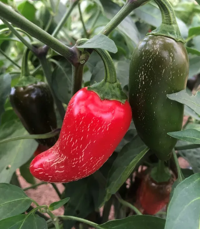 Natureseeds Jalapeno Early chilifrø mediumstærk 7-10 cm