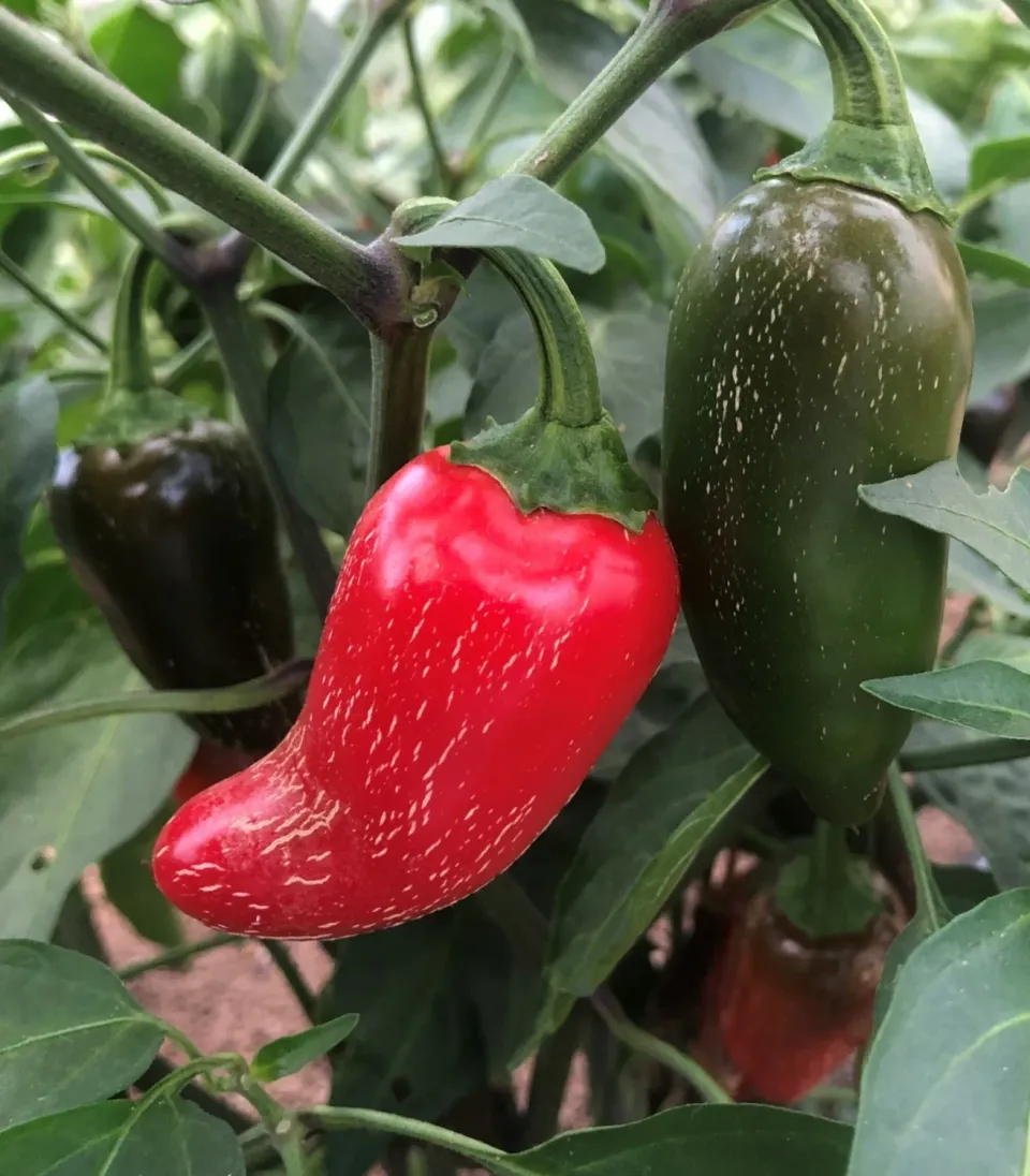 Natureseeds Jalapeno Early chilifrø mediumstærk 7-10 cm