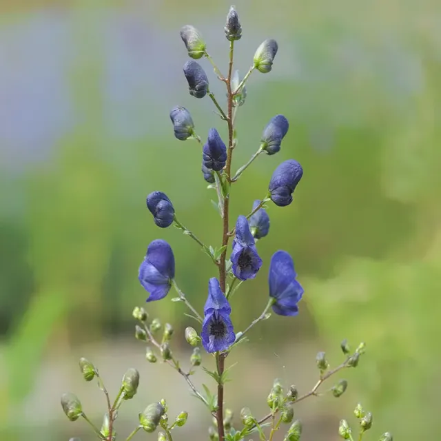 Urtegartneriet øko Stormhat Aconitum napellus frø flerårig