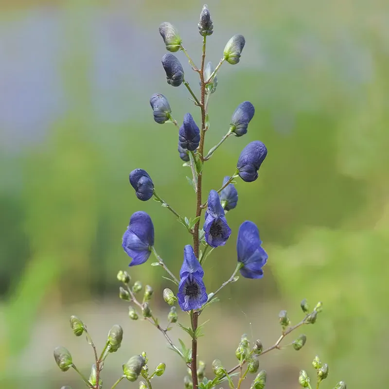 Urtegartneriet øko Stormhat Aconitum napellus frø flerårig
