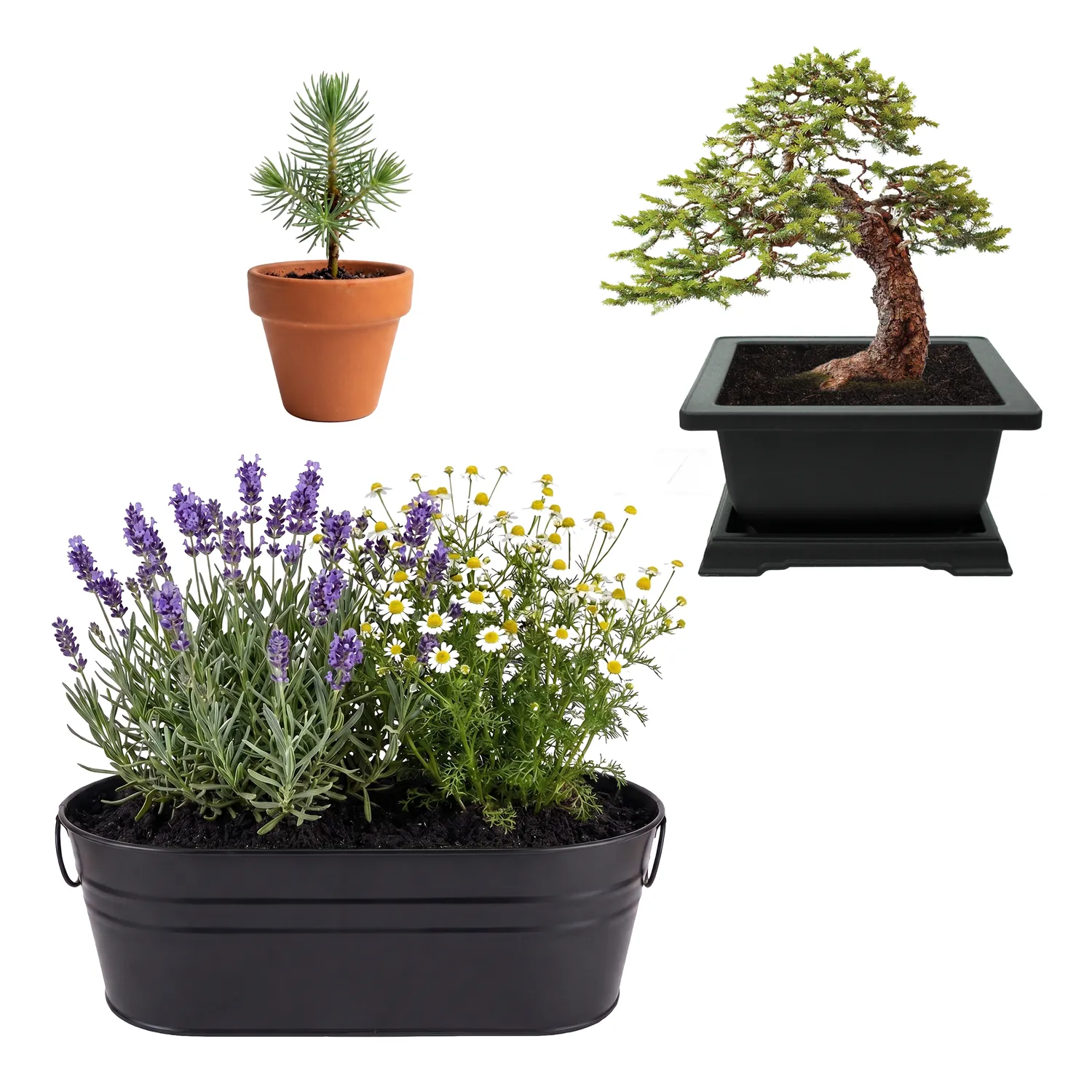 Buzzy Seeds Mindfulness Bundle dyrkningssæt bonsai zen 3 dele