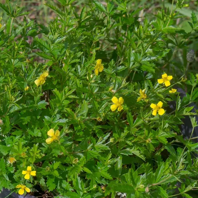 Urtegartneriet øko Tormentil Blodrod plante 30 cm