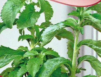 Holschers Frøhandel Stevia Sukkerplante frø – søde blade