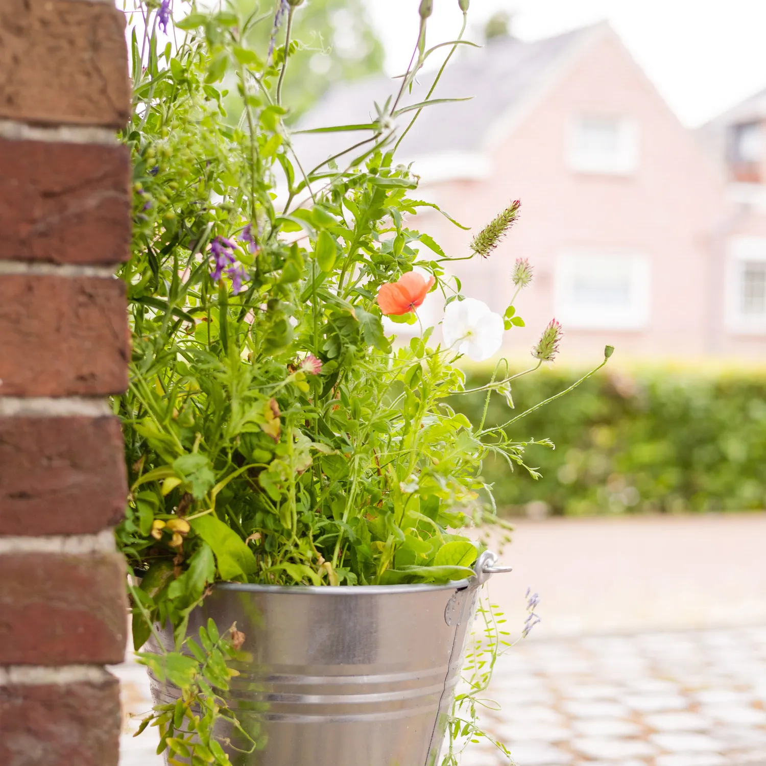 Buzzy Seeds frøbomber julekort honningkagehus 50 frø