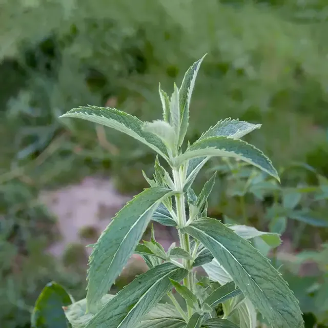 Urtegartneriet øko Grå mynte Mentha longifolia frø flerårig