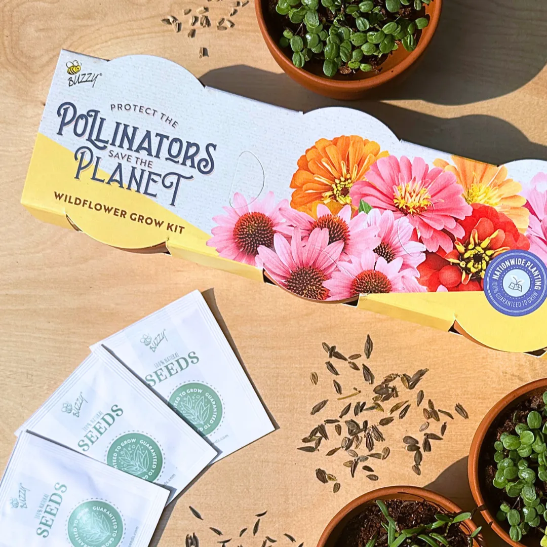 Buzzy Seeds Pollinator zinnia cosmos dyrkesæt 3-pak