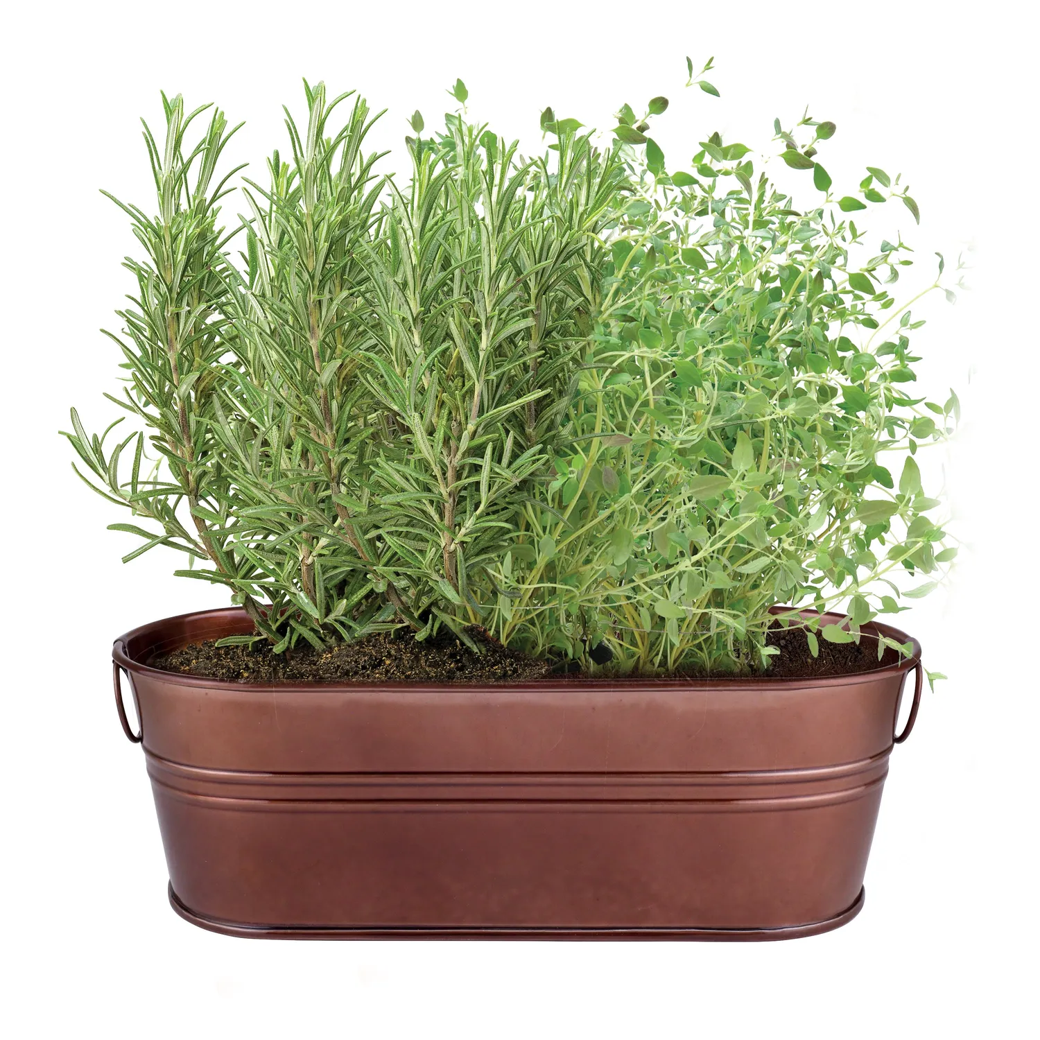 Buzzy Seeds Rosemary Thyme dyrkningssæt kobberkar 2 sorter
