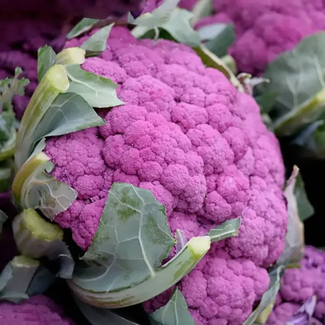 Urtegartneriet øko Di Sicilia violetto blomkålsfrø 50 frø