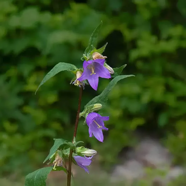 Urtegartneriet øko Nældeklokke Campanula trachelium frø 50 stk