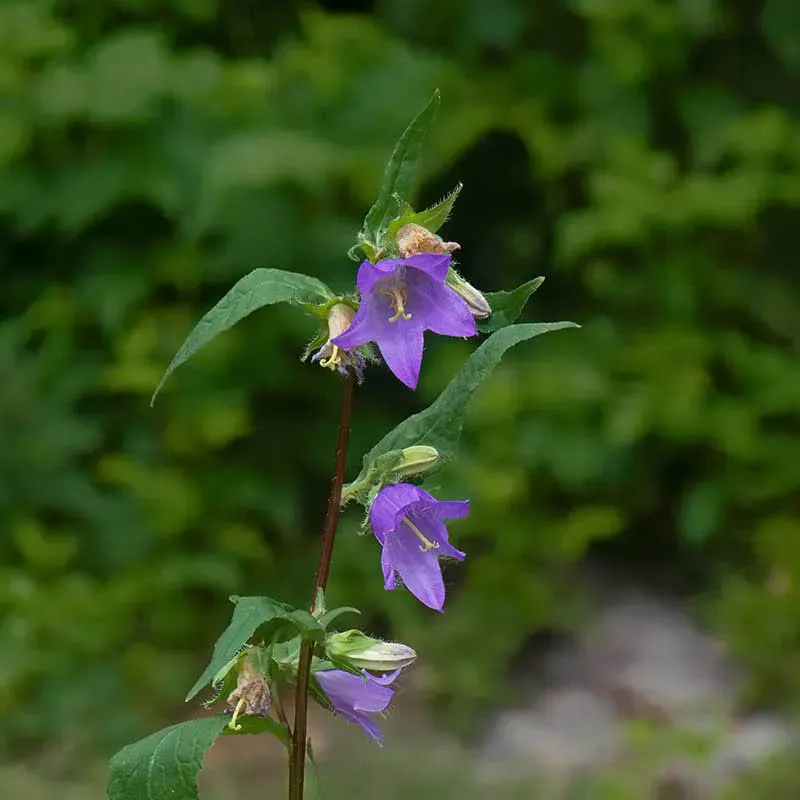 Urtegartneriet øko Nældeklokke Campanula trachelium frø 50 stk