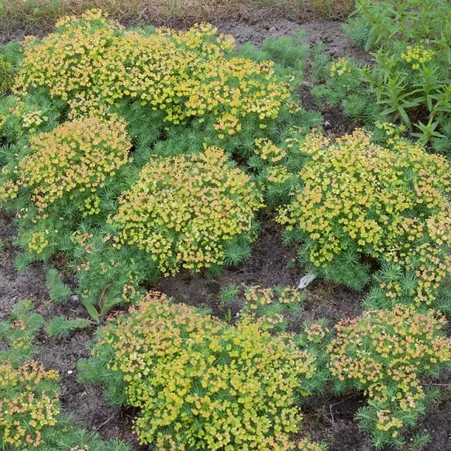 Urtegartneriet øko Cypresvortemælk Euphorbia frø 40 cm